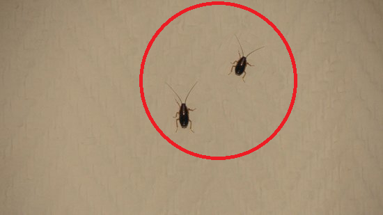 мои соседи по общежитию, тараканы