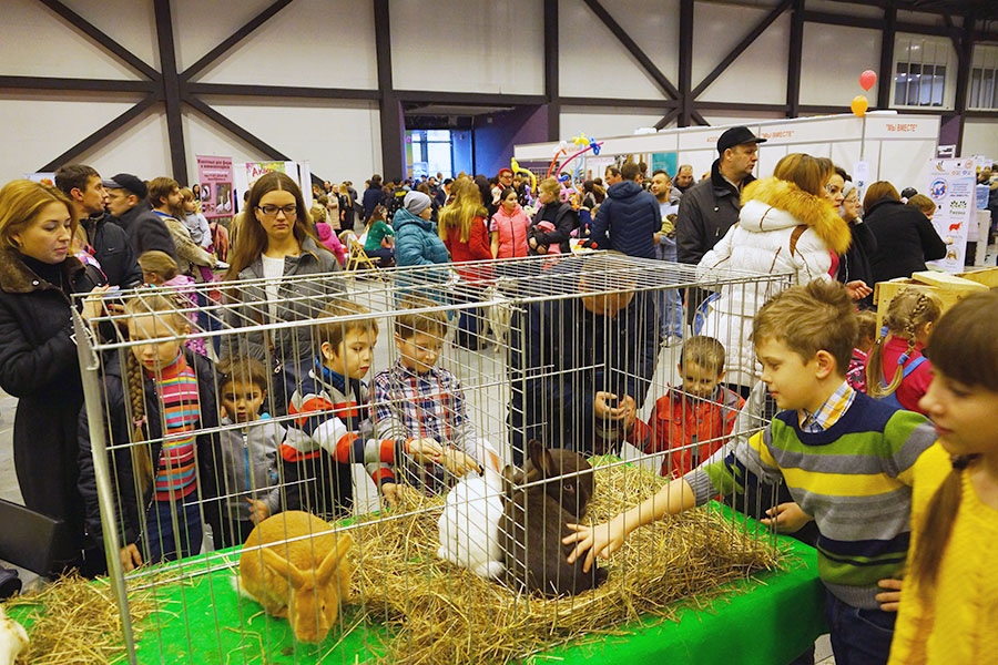 Выставка животных сибирь красноярск. Выставка домашних животных. Выставка животных сегодня. Мвдц сибирь зоомир 2020. Выставка животных сегодня.
