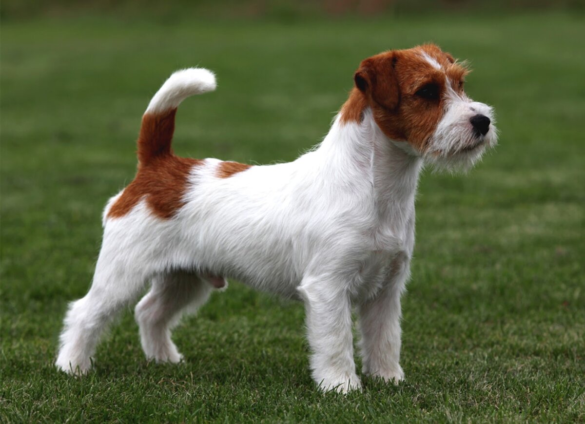 Жесткошерстный джек-рассел-терьер 