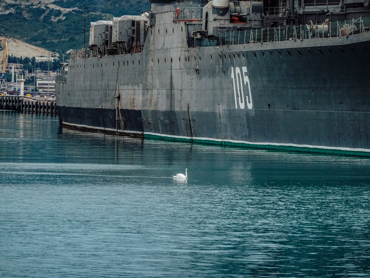 Лебедь у крейсера "Михаил Кутузов", Новороссийск
