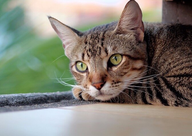 Фото: pixabay.com