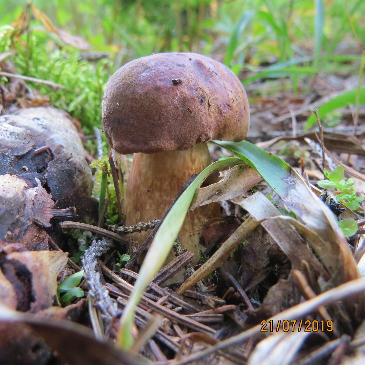 Кстати ,польских было порядочно ,вполне можно насобирать корзину.Рано они нынче!