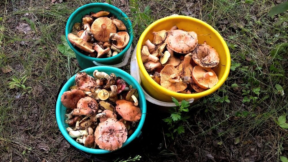  Фото автора канала Дзен "Моя домашняя кухня" (zen.yandex.ru/yadomohozyaika) 