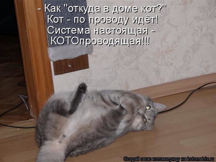 Смешные истории котиков. Анекдоты про котов. Анекдоты с котами. Анекдот про кота. Анекдоты про котов смешные.