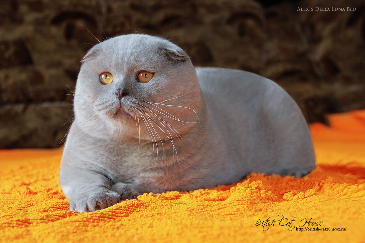 Британская вислоухая кошка: 15 фото, описание породы, характер, уход