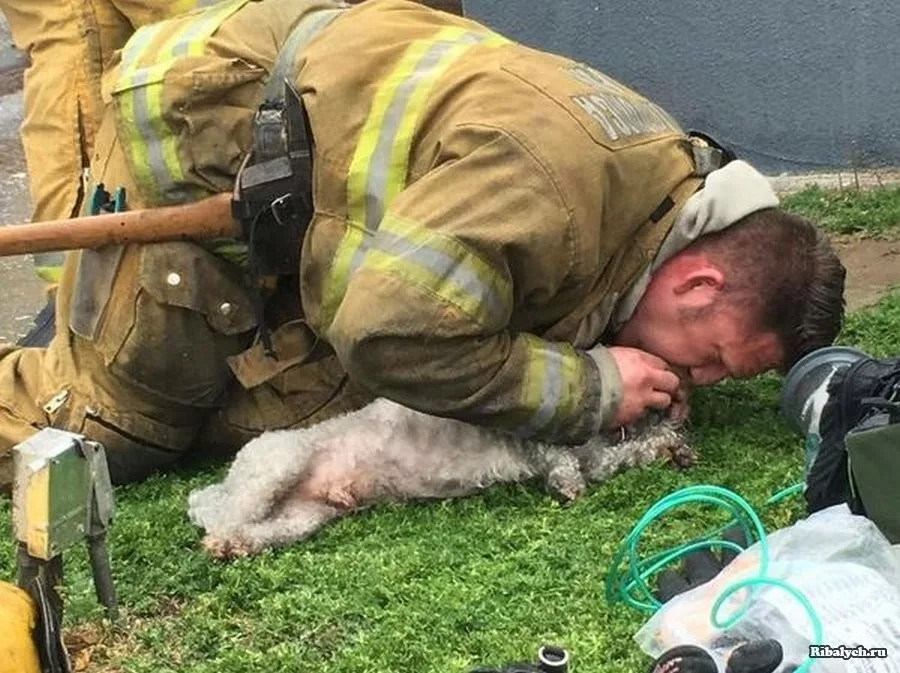Пожарный делает искусственное дыхание, спасенной собаке