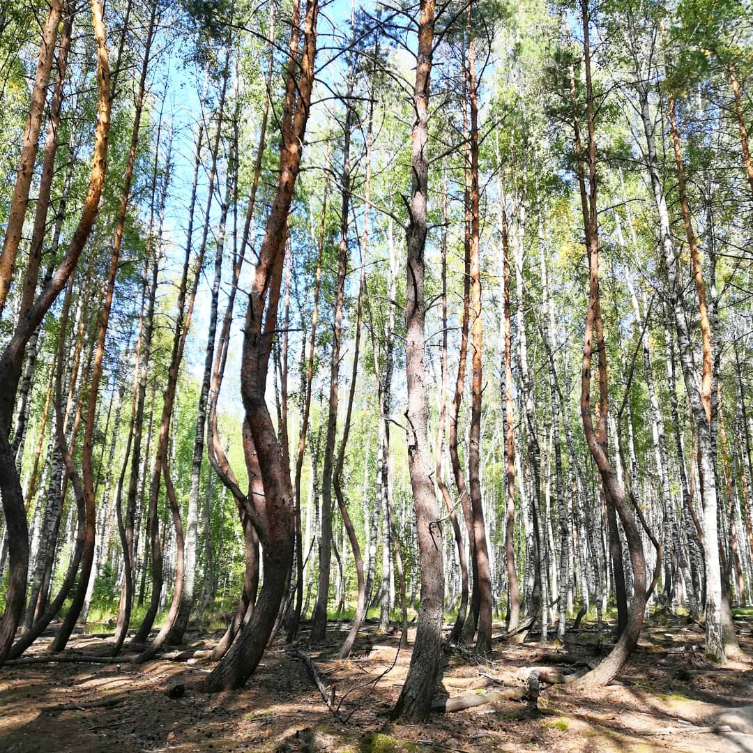 Пьяный лес Шилово