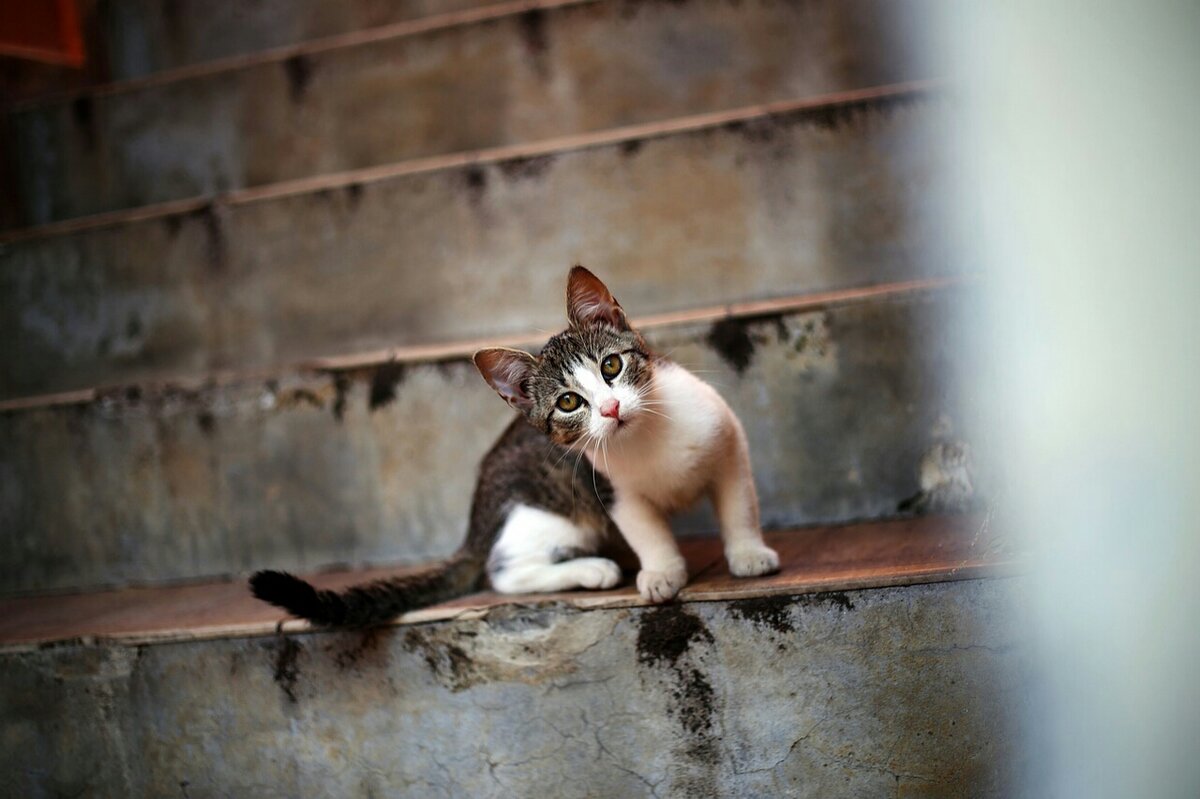 Фото: pixabay.com