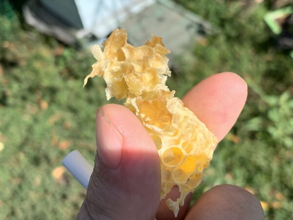 Как собирают мёд. Фоторепортаж с деревенской пасеки
