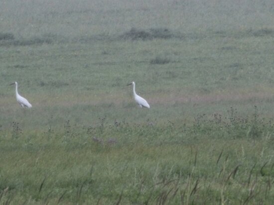 фото с сайта Сохондинского заповедника 