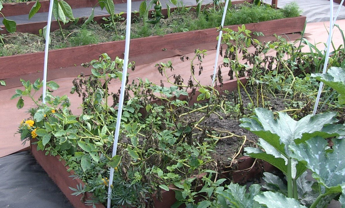 Фитофтороз на картофеле