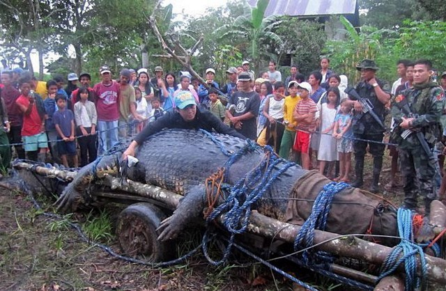 Фото; http://vse-umnici.ru/gigantskij-krokodil-lolong-mertv/