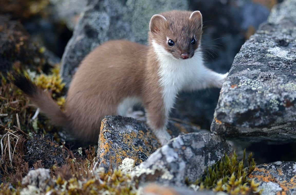 Горностай (Mustela erminea)