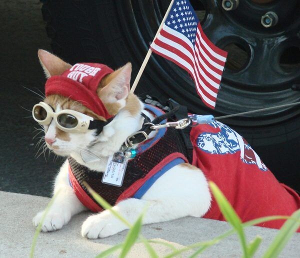 "Supporting my candidate for ALL rallies." Photos via Flickr Origin: https://fasala.ru/salute/5190-8-slogan-della-campagna-politica-che-i-gatti.html