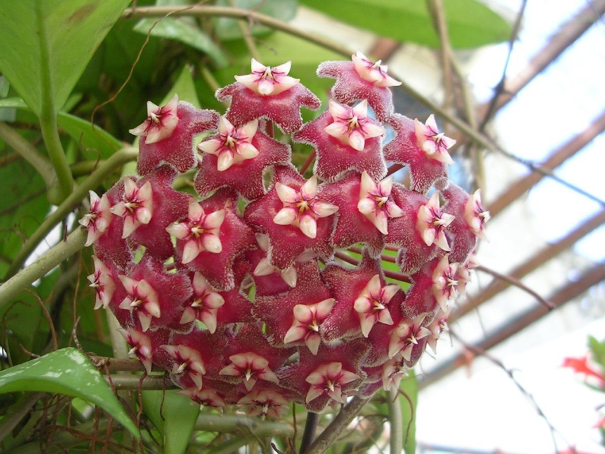 Клерадендрариум цветок