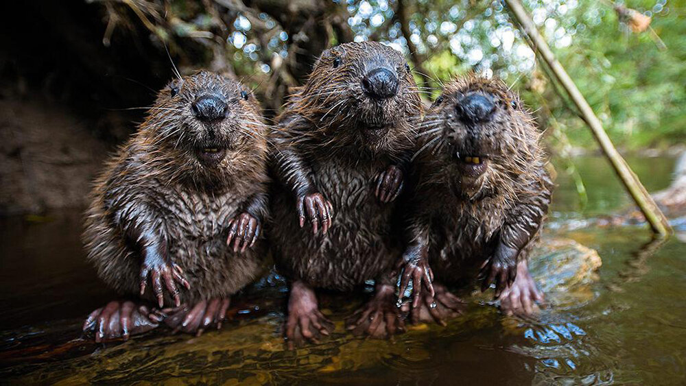 Бобры добры, а охотники злы! ))) Иллюстрация из открытых источников на радость всём «зеленым». Бобры — живые и довольные, а настоящие иллюстрации теперь будут в моей группе «Охотник выходного дня» Вконтакте. Вступайте!