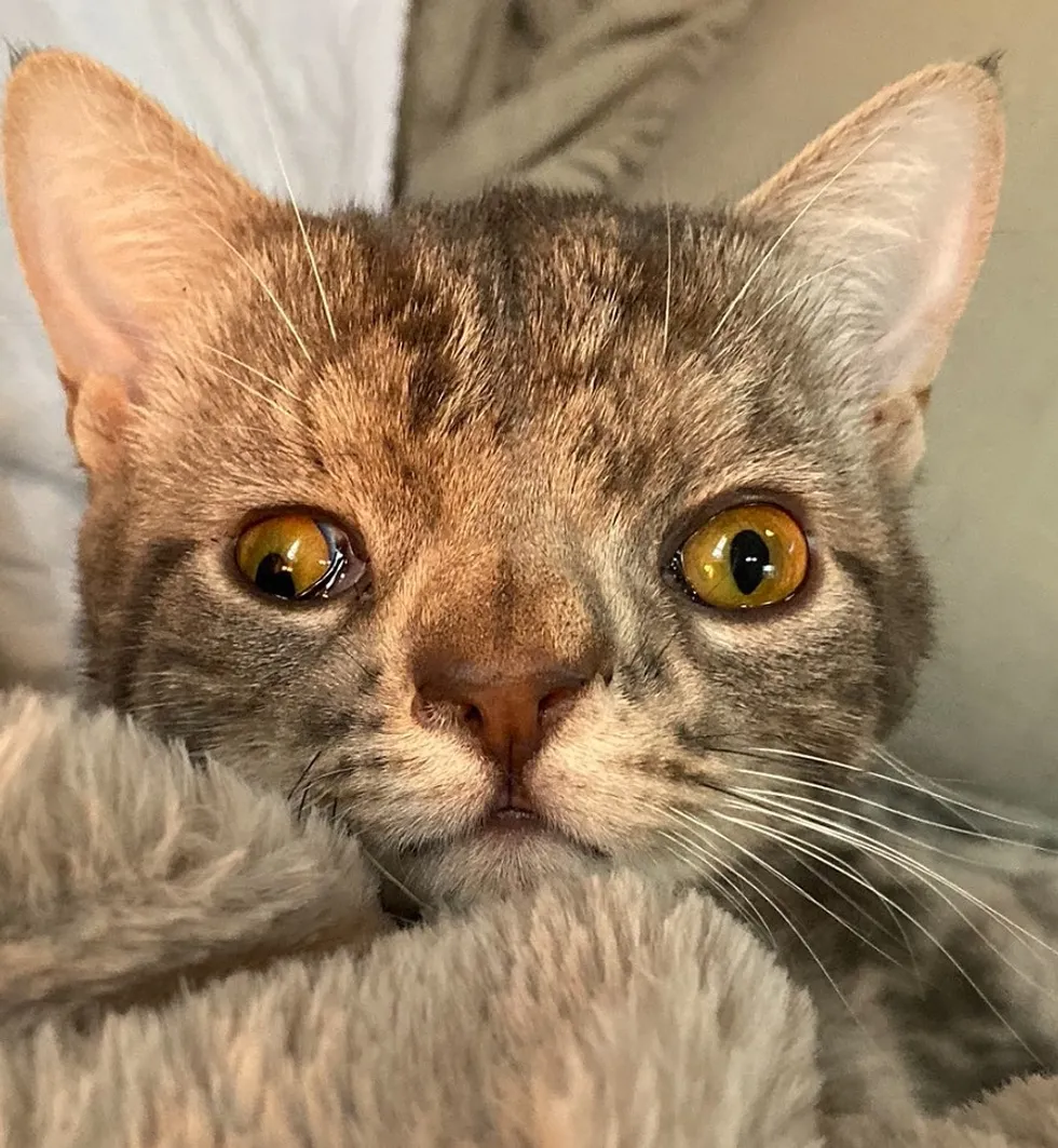 котенок с синдромом дауна. кошка лежит на траве. кошка лежит на спине. кошка дремлет. аутизм у кошек.