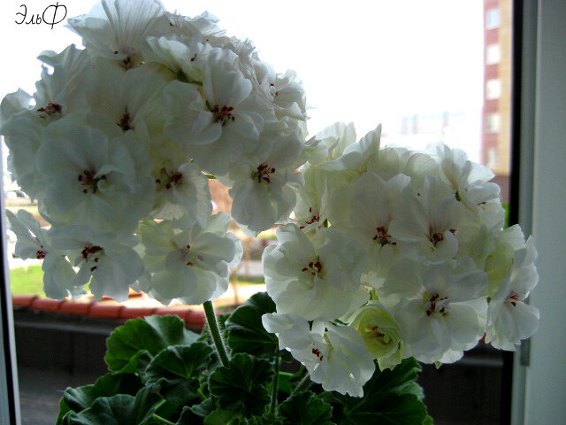 Пеларгония PAC Viva Madelina. Фото из открытых источников. 