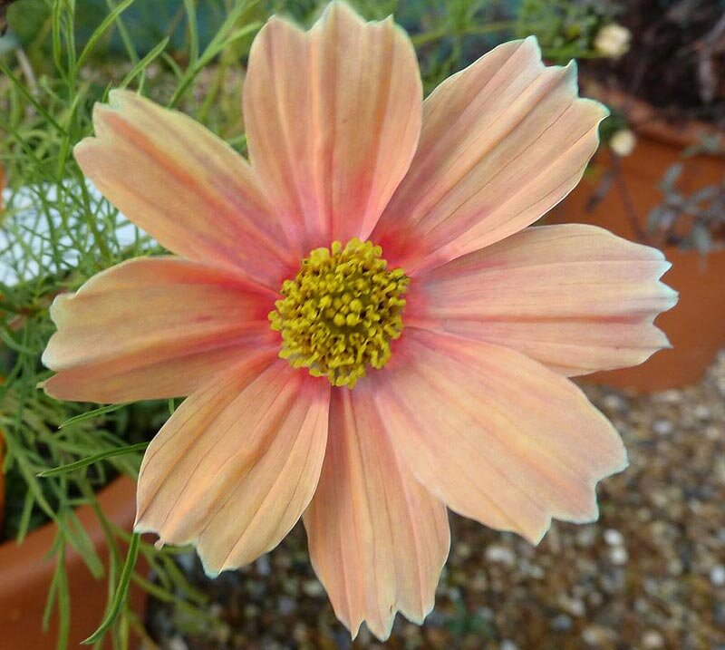 Космея ‘Apricot Lemonade’, фото: www.thompson-morgan.com