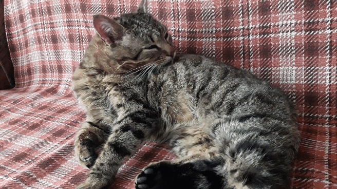 Чистюля, всю измарали!