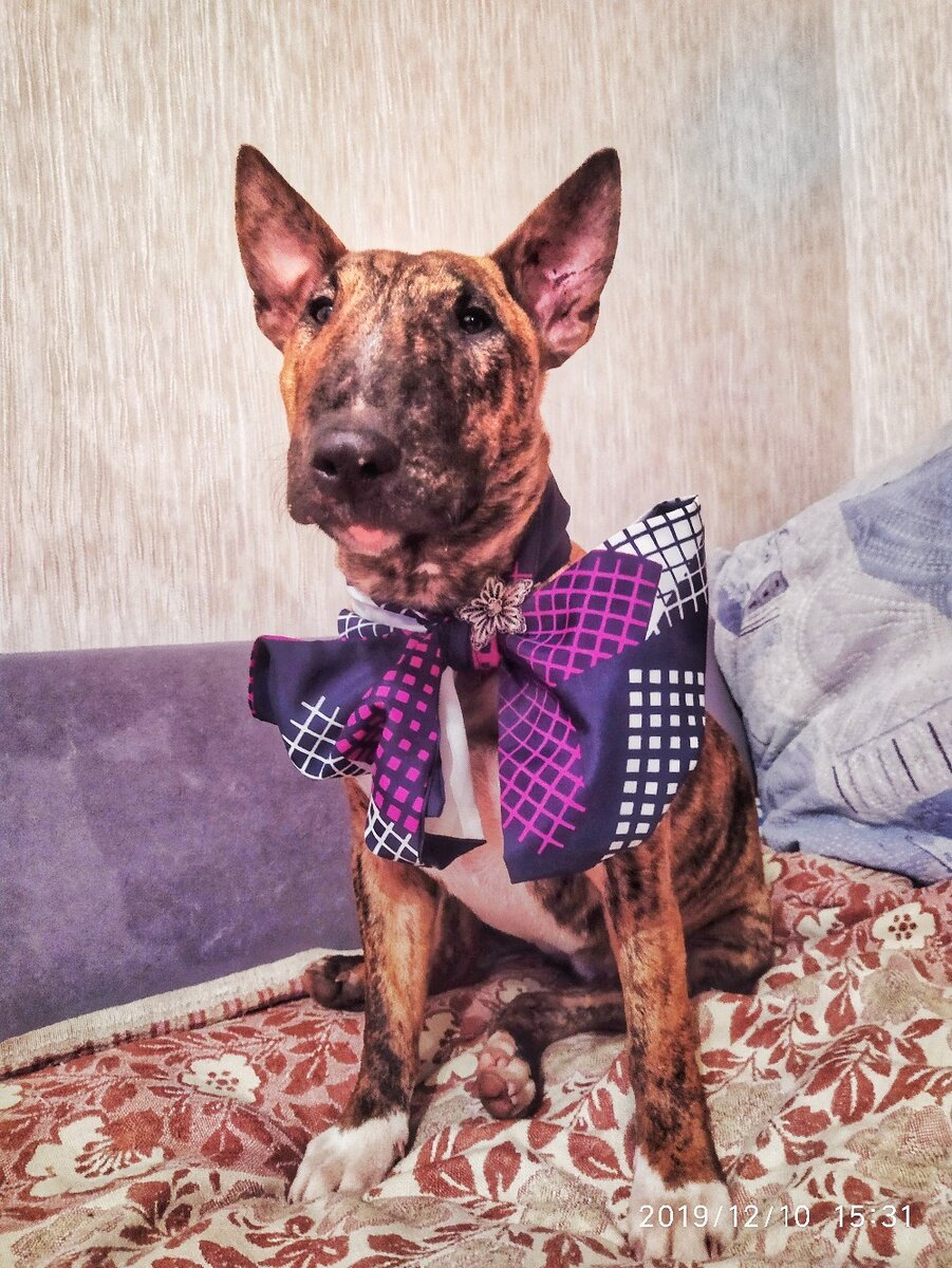 (Гренка примеряет себе бабочку для своего рабочего дресс-кода)