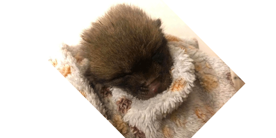 Набирается сил, ведь ему несколько дней отроду. Фото: Cuan Wildlife Rescue