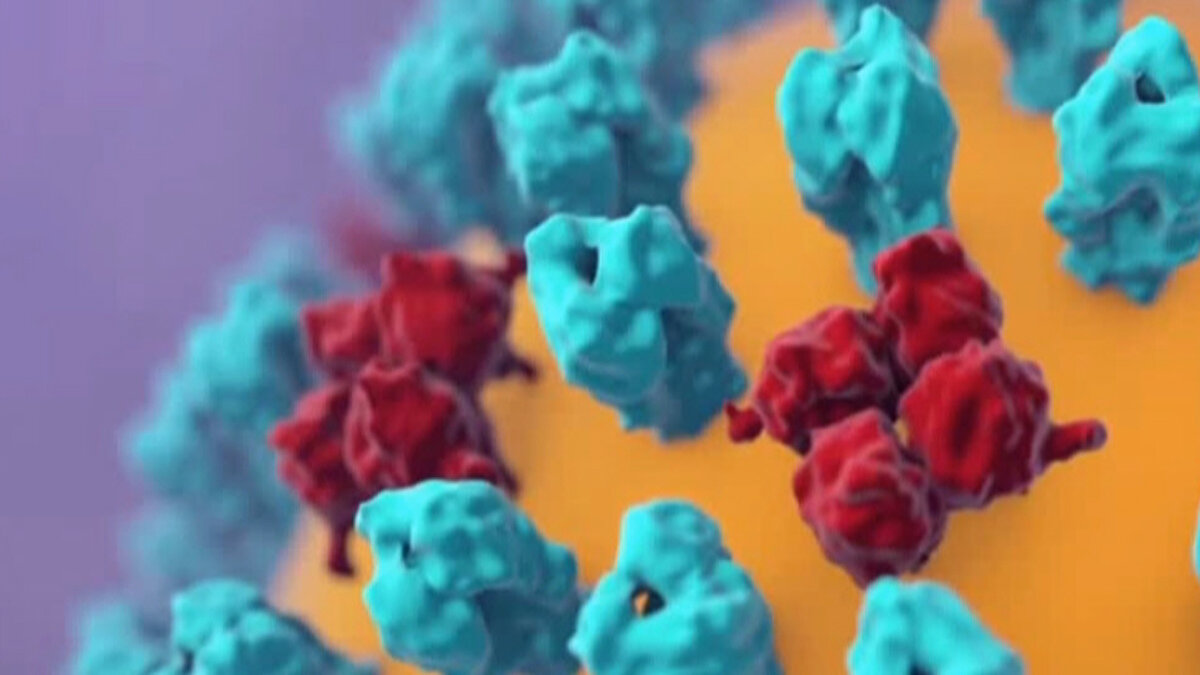 Давайте более подробно рассмотрим вирусный генетический материал, содержащий информацию, позволяющую сделать больше копий самого себя. Защитная оболочка для генетического материала, поскольку вирус перемещается между заражающими людьми и внешней оболочкой, позволяет вирусу заражать клетки путем слияния с наружной мембраной клетки, выступающей из оболочки, - это всплески белковых молекул, как типичного вируса гриппа, так и нового использования коронавируса, их шипы как ключ, Чтобы проникнуть внутрь клетки в вашем теле, где она захватывает внутренний механизм машины, используя его для создания компонентов новых вирусов,  Когда зараженный человек говорит о кашле или чихании, капельки, переносящие вирус, могут попасть в ваш рот или нос, а затем проникнуть в легкие, 