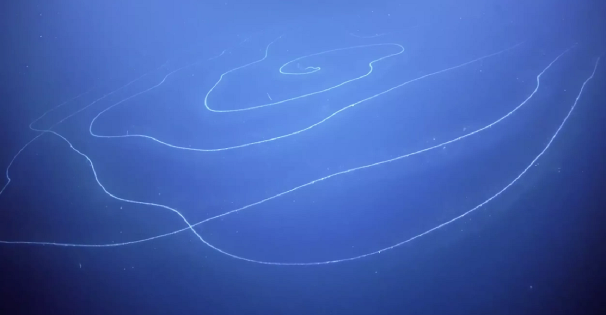 Фото Twitter @Schmidt OceanИногда океан преподносит такие странные находки, что диву даёшься – разве такое бывает в принципе? Особенно, если эти находки – живые. Как например, вот это длинное нечто – морское животное, именуемое сифонофорой.