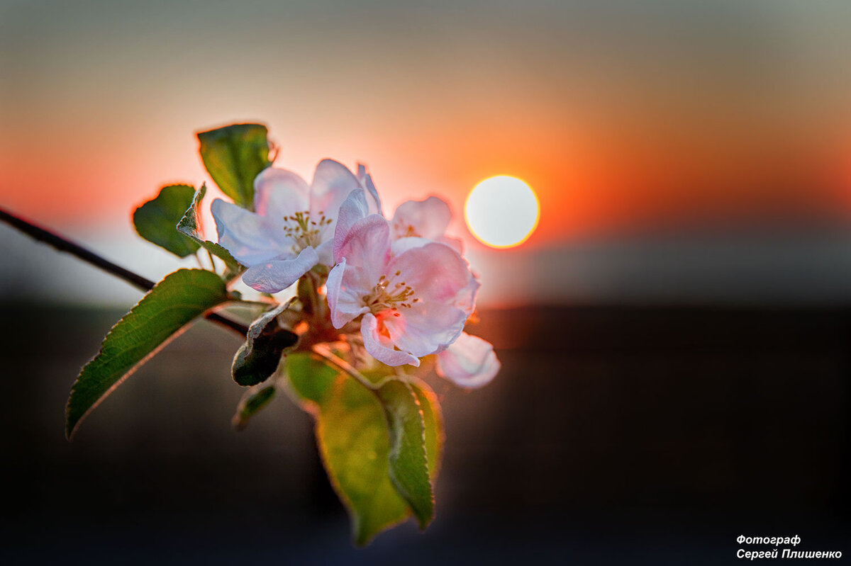 фото Сергея Плишенко
