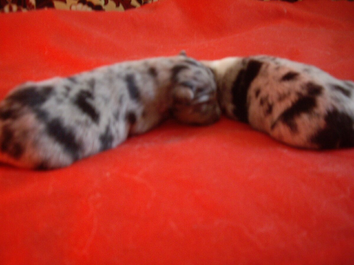 Поначалу Масю звали Няшей