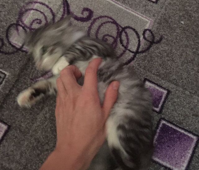 Такой егоза. Не даёт себя нормально сфоткать.