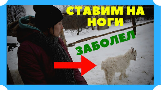 Заболел!! Ставим козленка на ноги.