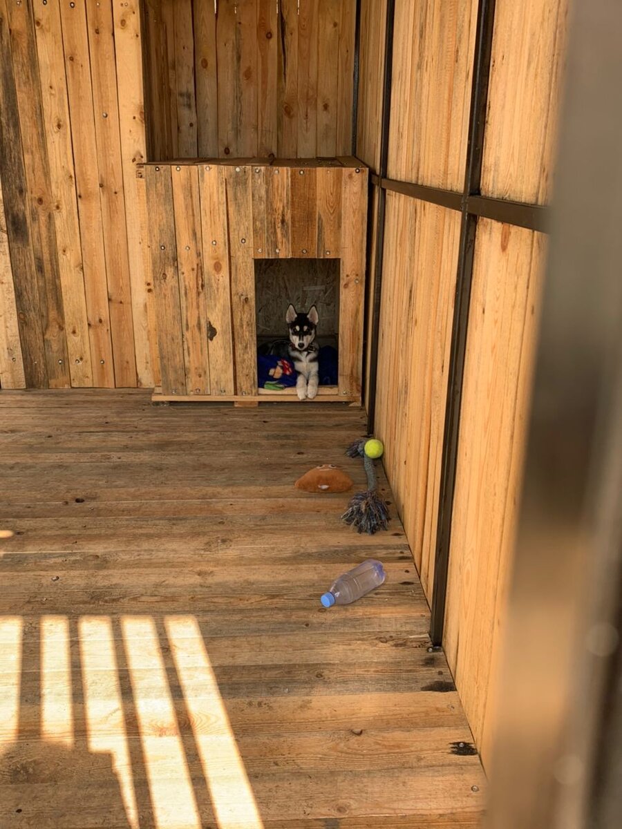 Арчи и его новая квартира:)