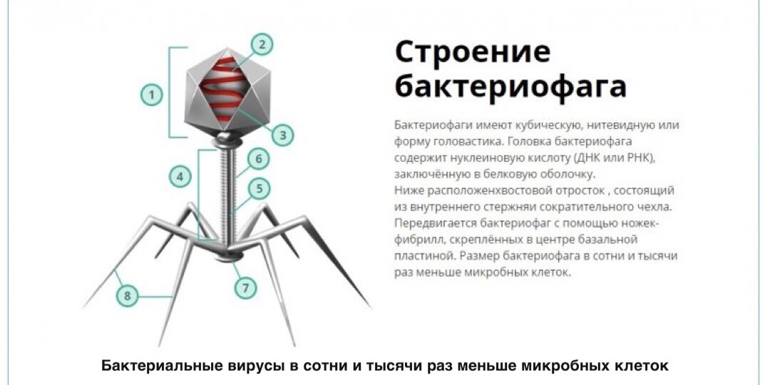 Бактериофаг рисунок с подписями