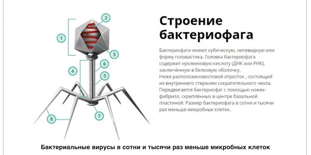 Схема строения бактериофага