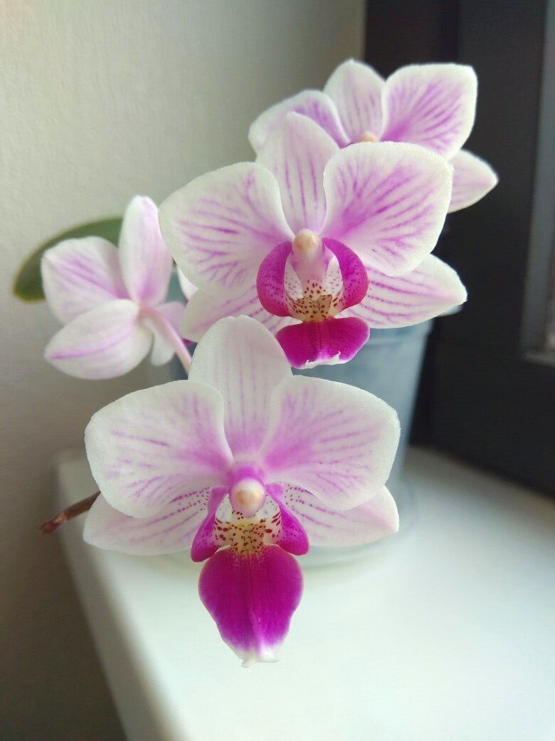 Свет для орхидеи