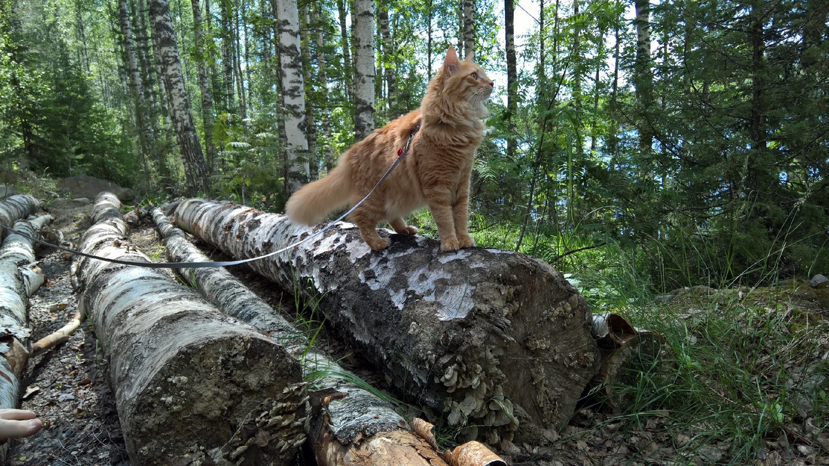 Фото: Elvira Hyvönen. Мой кот Пето.