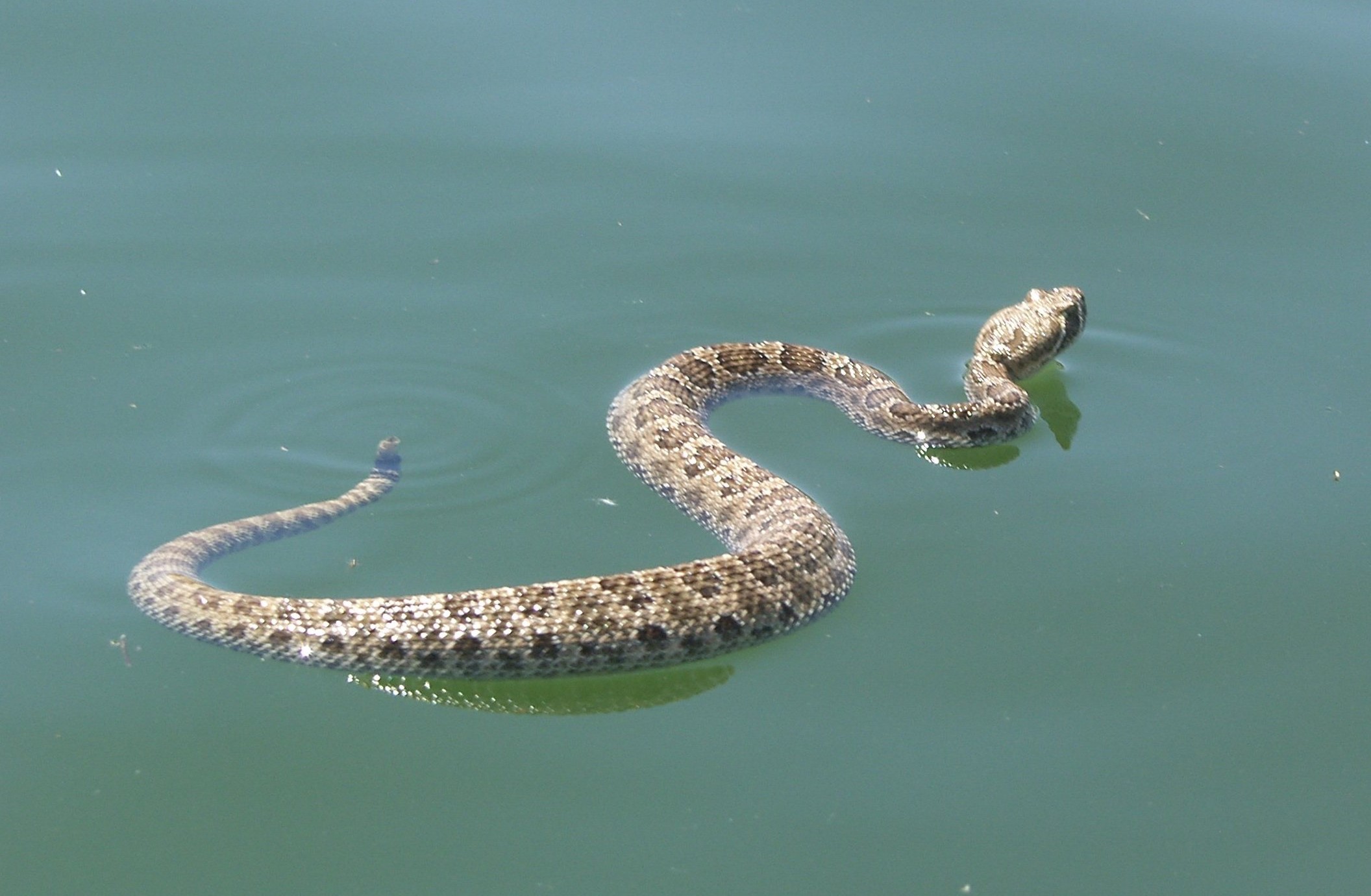 Водяной уж в черном море