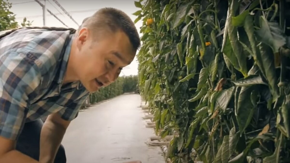 В таких условиях можно получать гигантские урожаи.