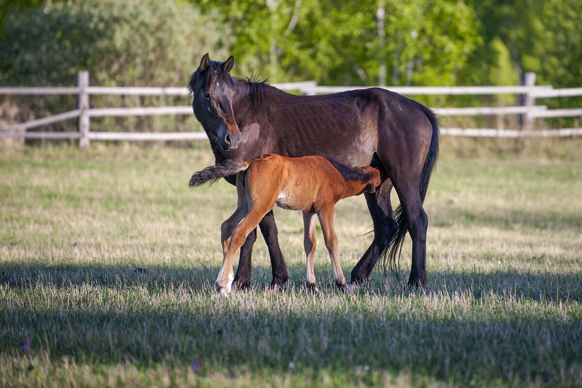 Картина в лучах уходящего солнца...