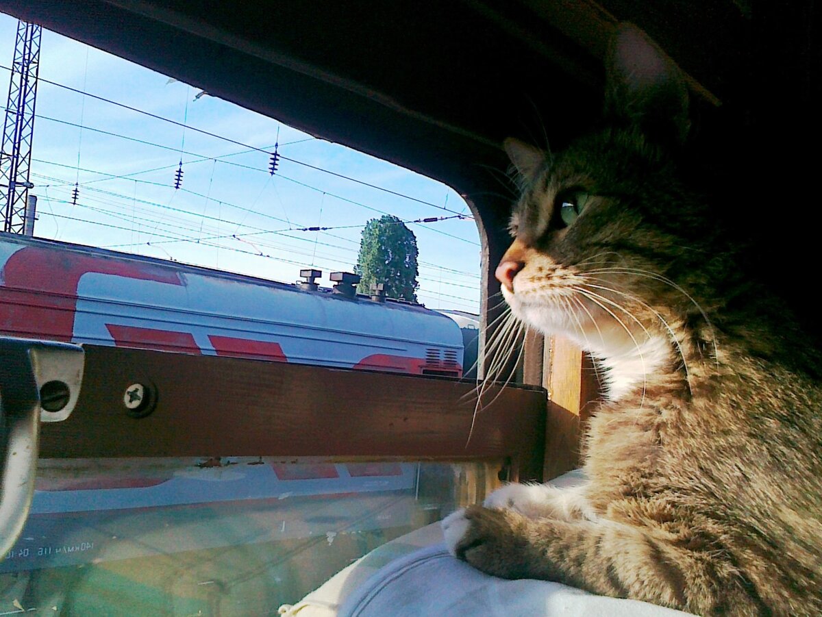 Если придётся путешествовать с кошкой на поезде... | О котах | Дзен