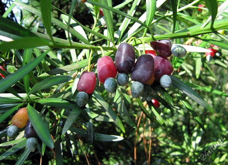 Как же хочется попробовать!... 