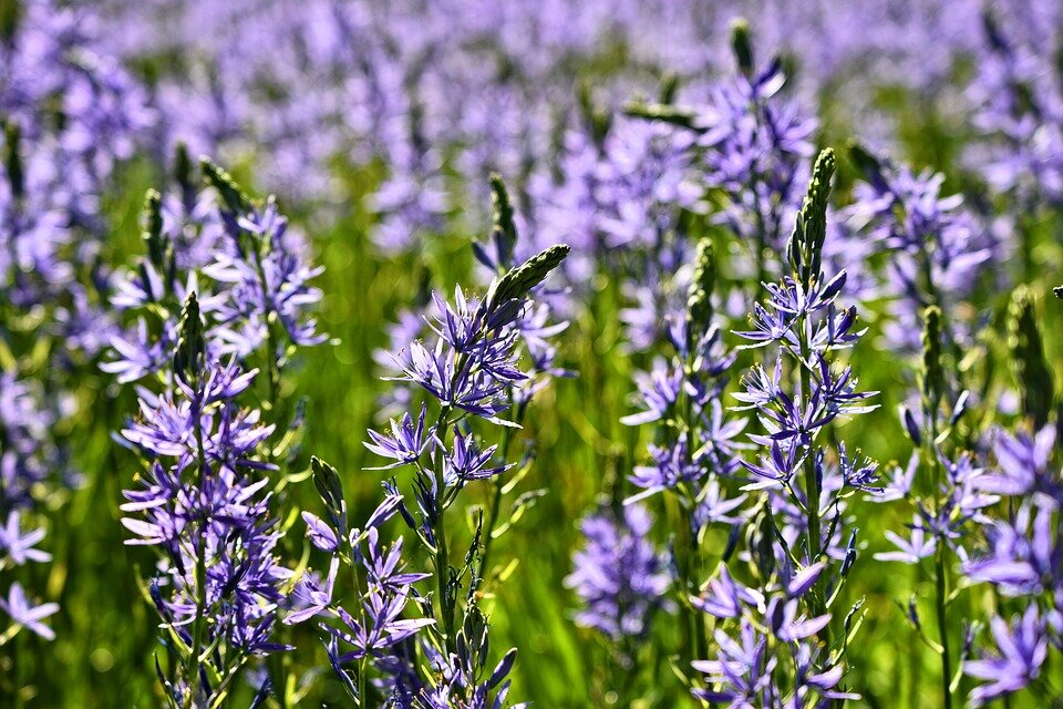 Изображение из открытого источника. Pixabay.com/ru/   