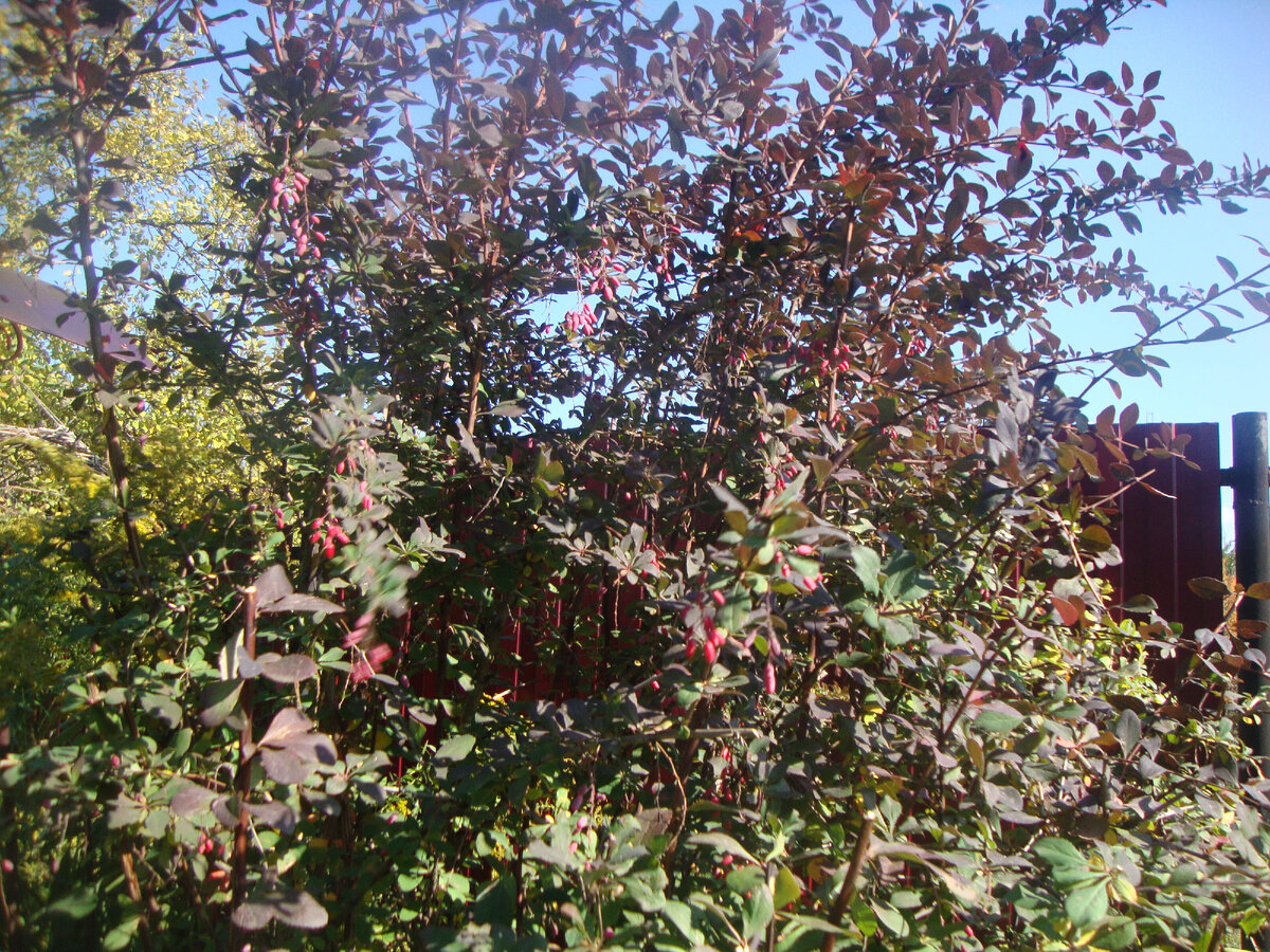 вымахал выше забора