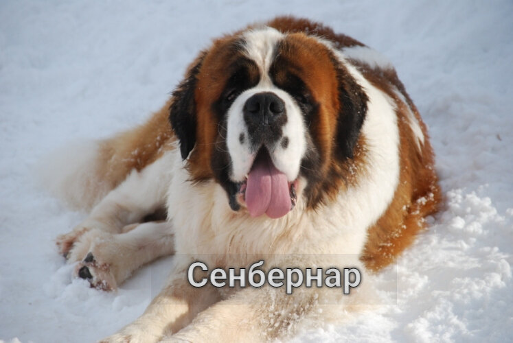 Милый нюхач