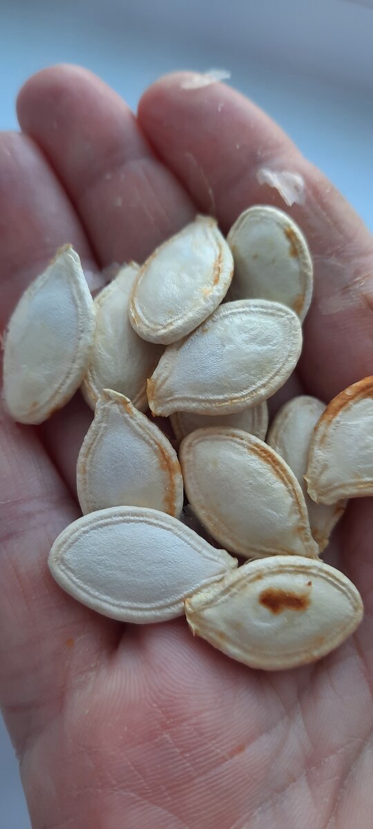 Зорькины семечки