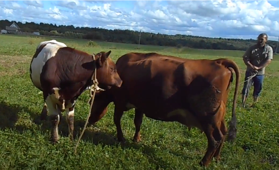 Тут еще и папа-пастушок в кадр попал ))