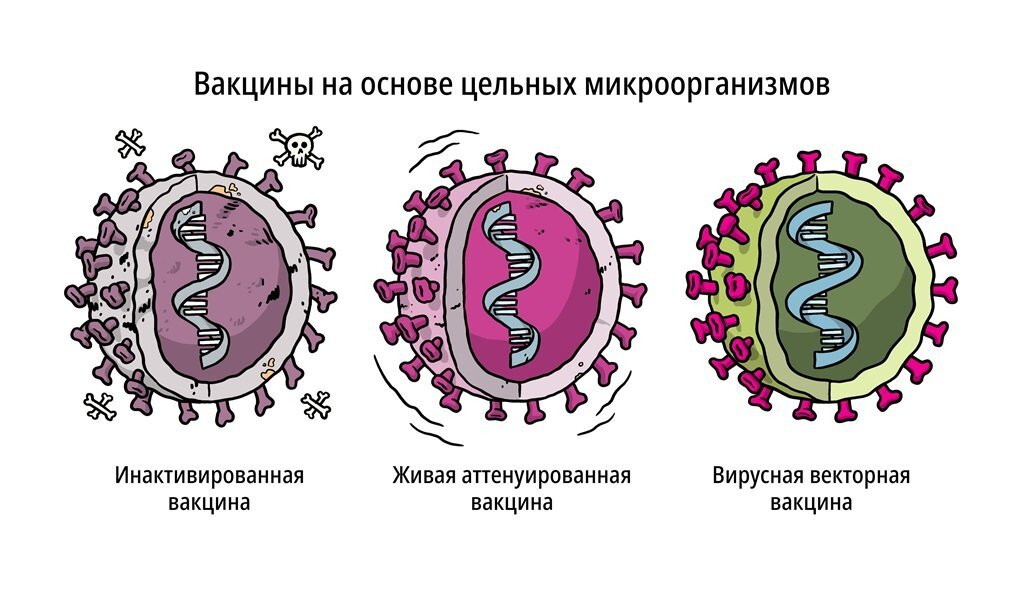 Типы вакцин коронавируса