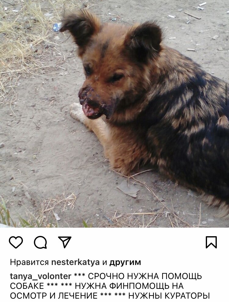 Так Долли ждала спасение.