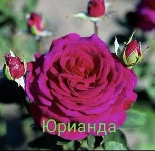 Моя заказанная розочка на весну